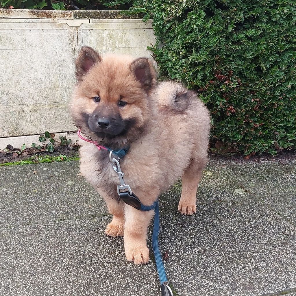 Du Jardin De La Flèche - Chiot disponible  - Eurasier