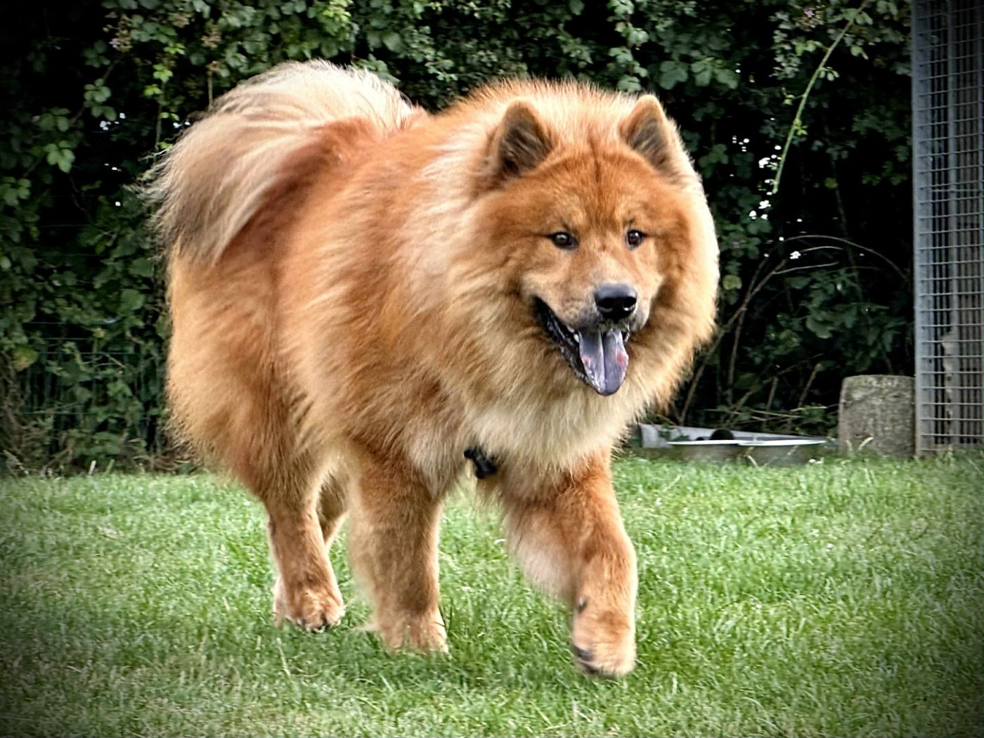 Chiots attendus le 16 décembre 2025