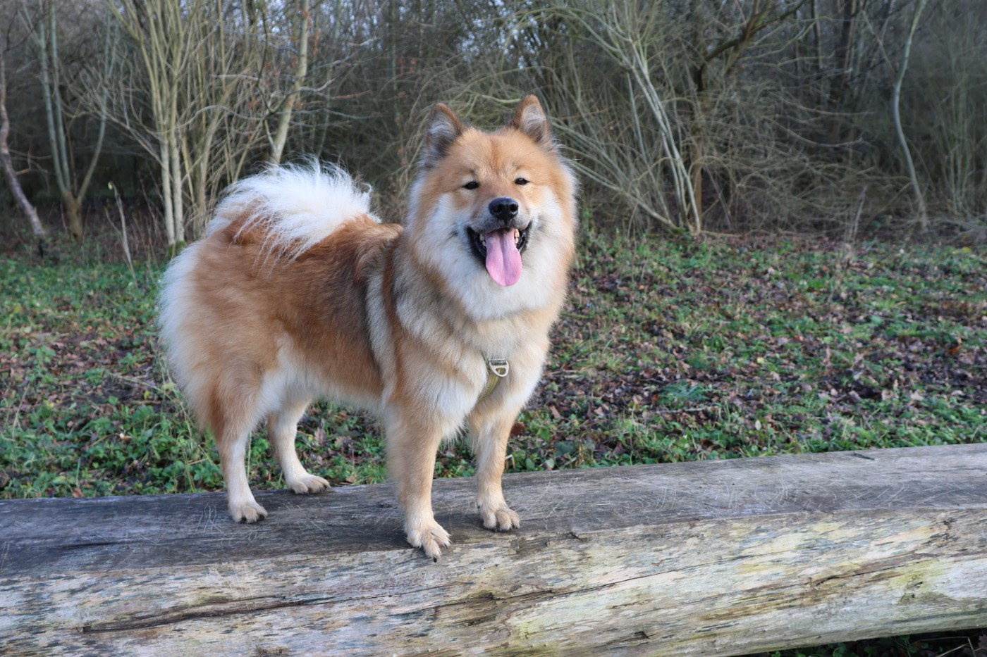 Mariage printemps 2026