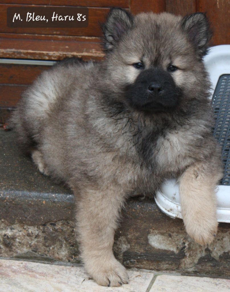 Du Jardin De La Flèche - Eurasier - Portée née le 04/11/2024